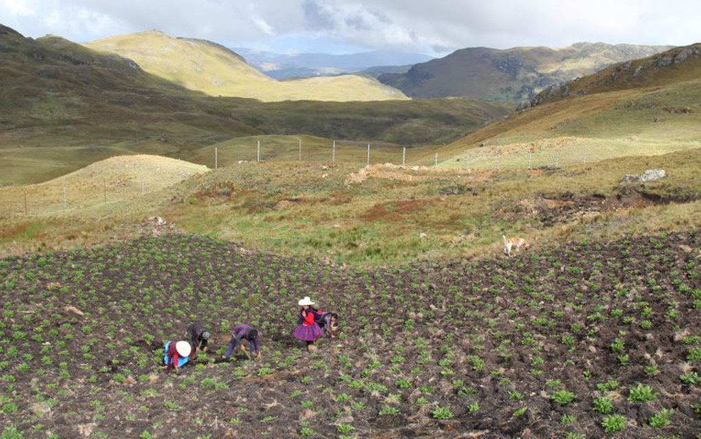 Acuña and her family in their fields. The fence Newmont constructed can be seen in the background. 