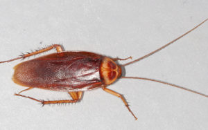 18 art wiki C American-cockroach
