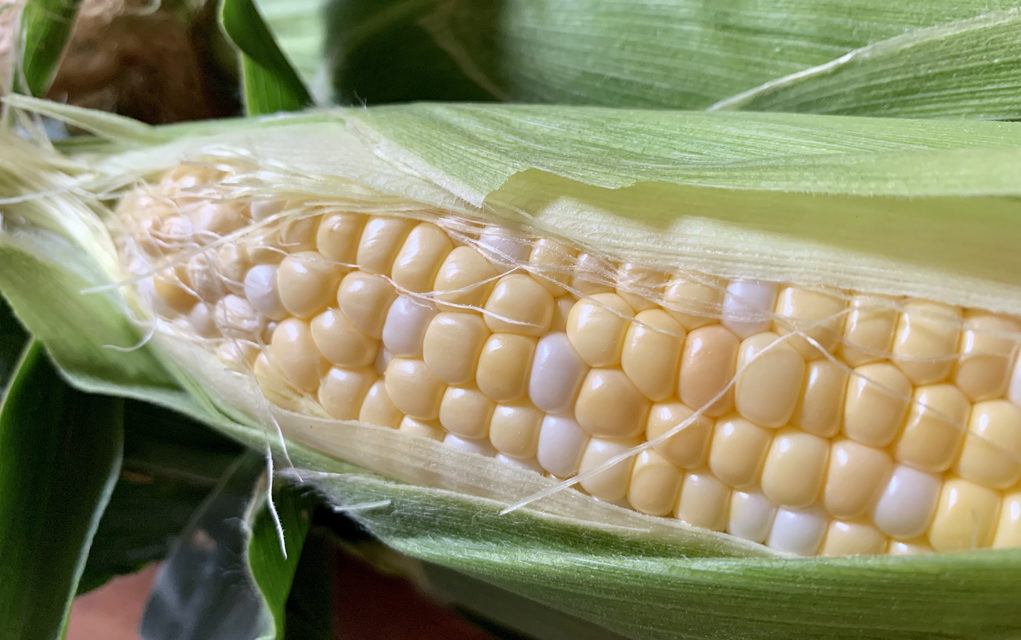 In season: Corn at Munson Farms
