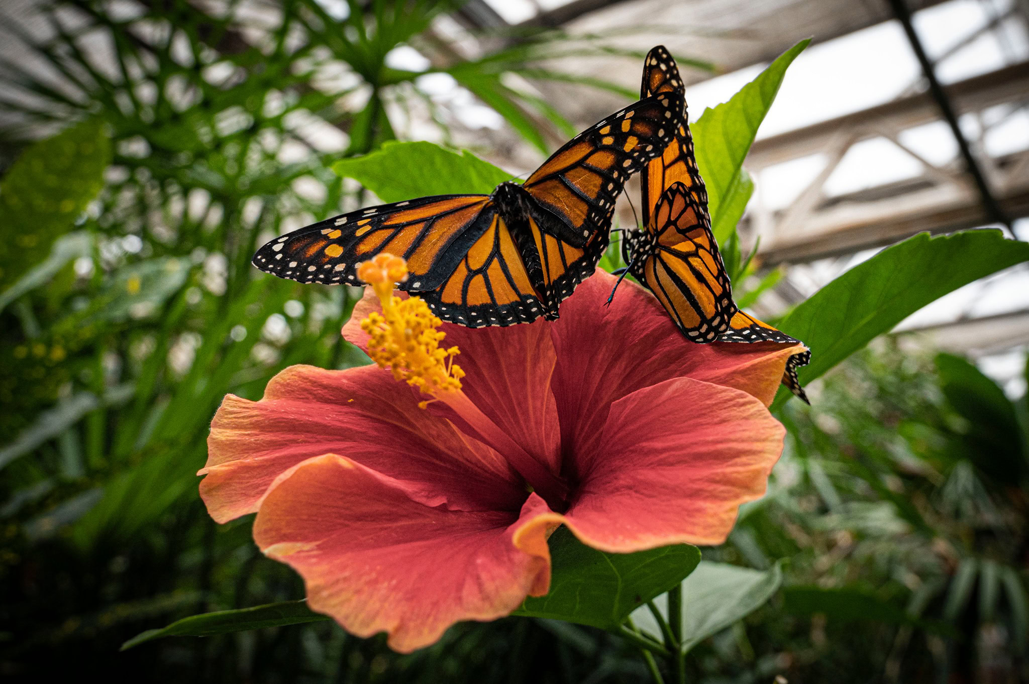 Butterfly-Pavilion