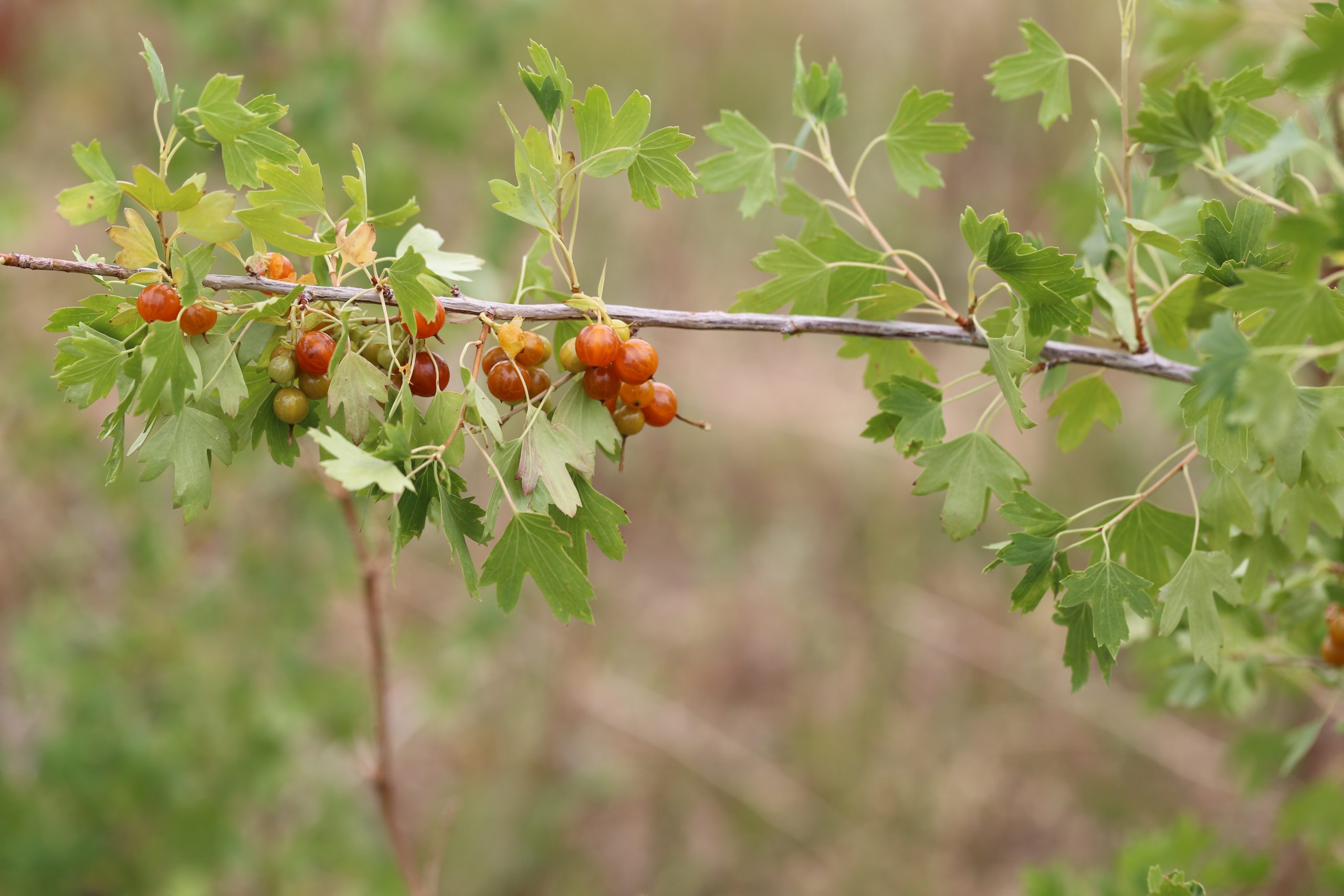 goldencurrant1-scaled