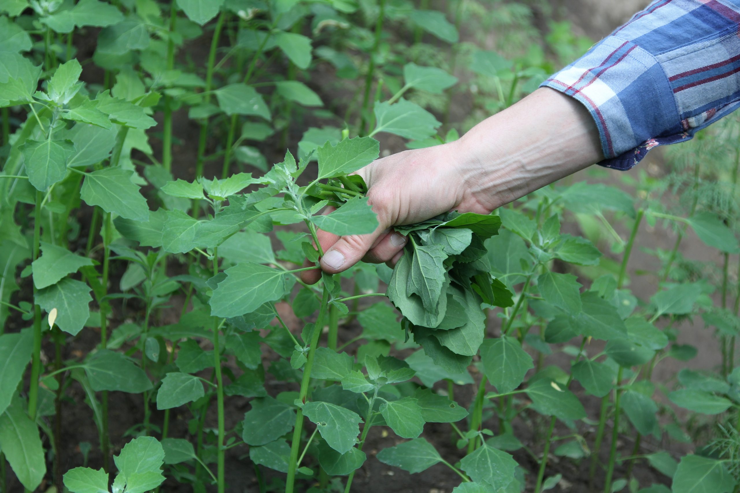 lambsquarters