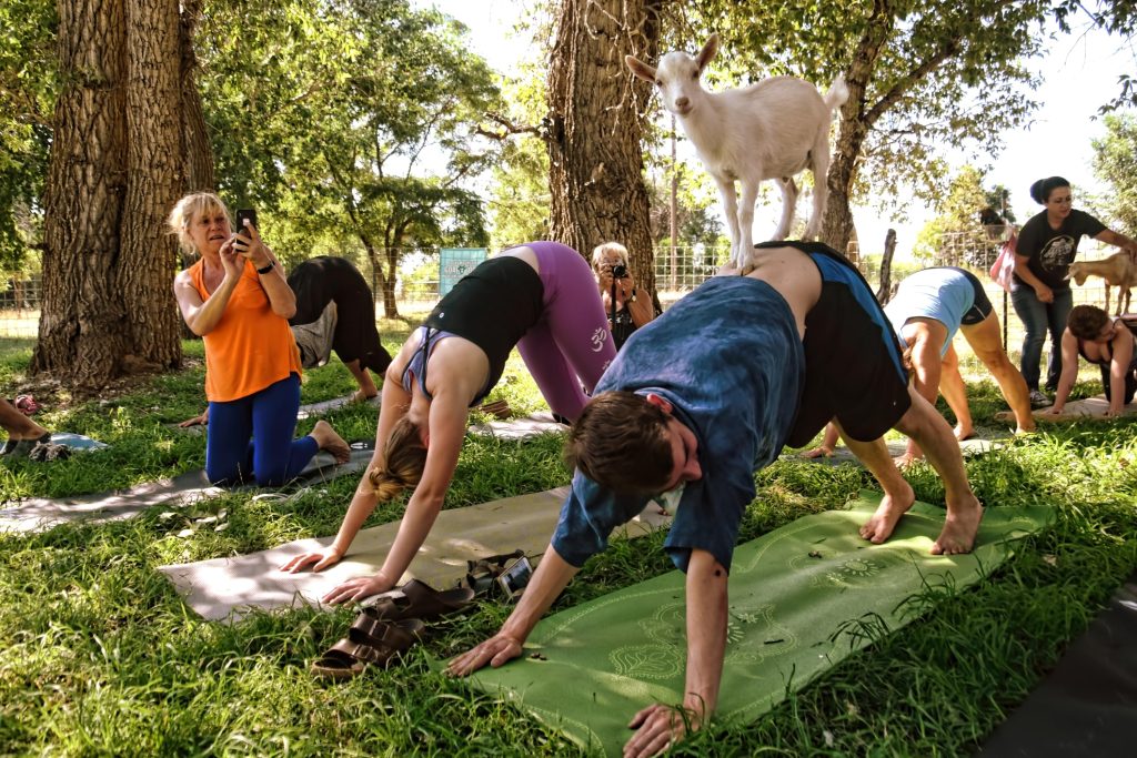 goat-yoga-1024x683-1