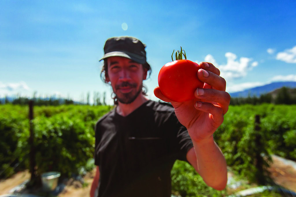 fresh ripe red tomato selective focus in the hand of a smiling man, look happy with tomatoes open field background during a sunny day with clear sky