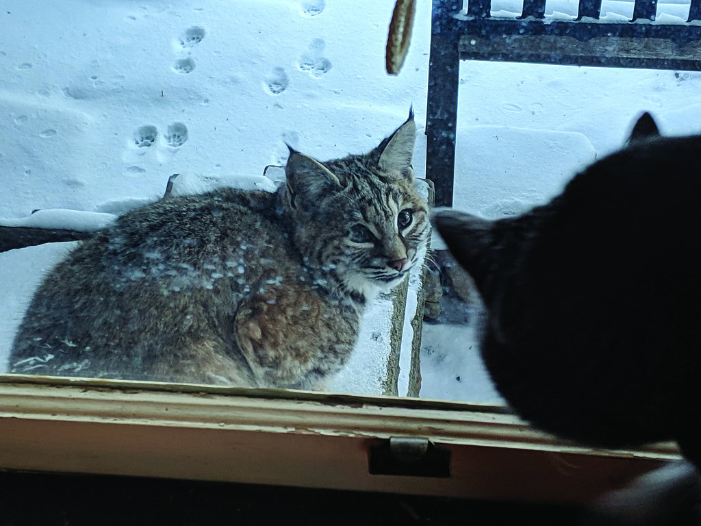 bobcat on snowy porch with footprints staring into window at domestic house cat at a Boulder, Colorado home