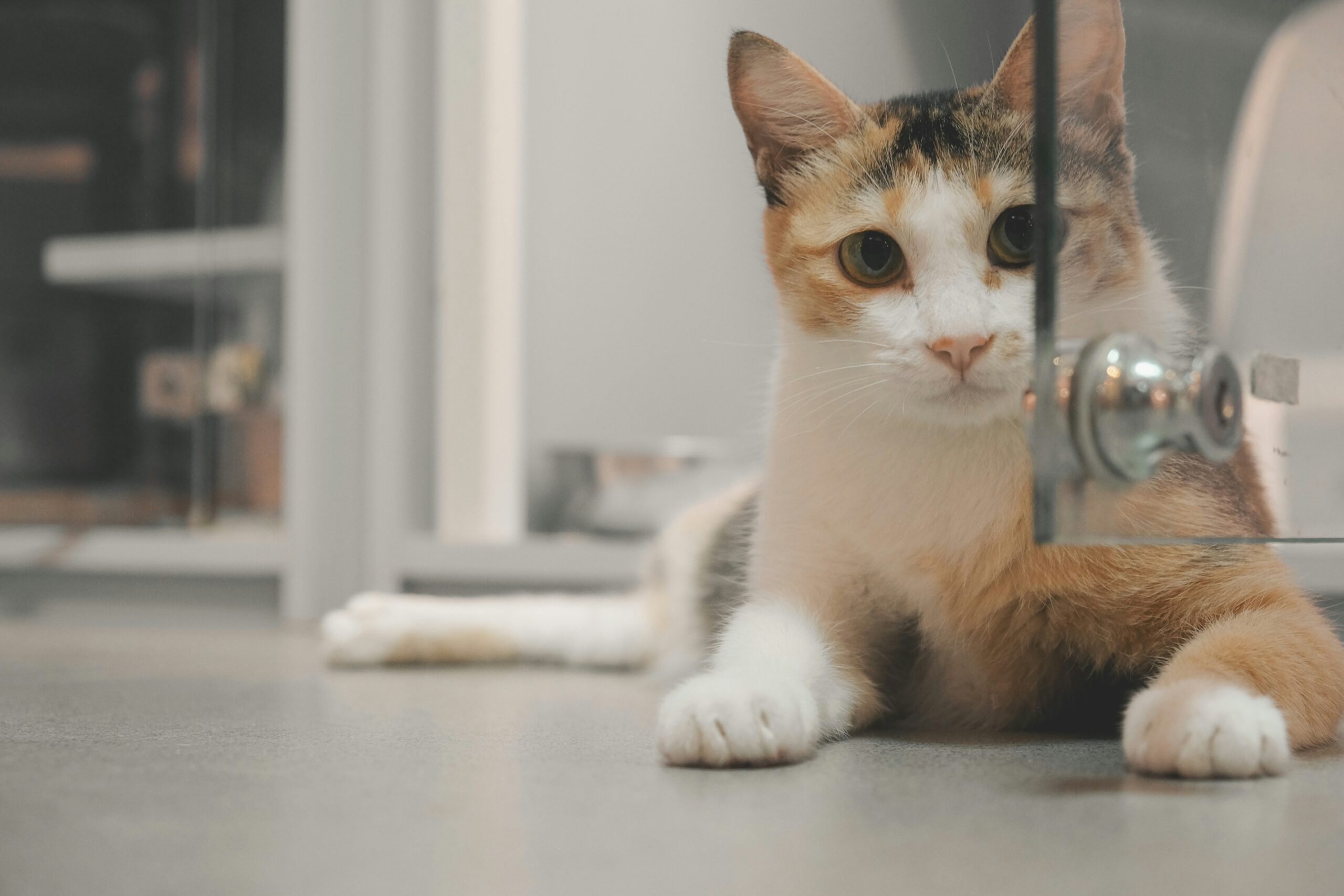 furkids-com-tw-QsFCDa-G4a8-unsplash-scaled