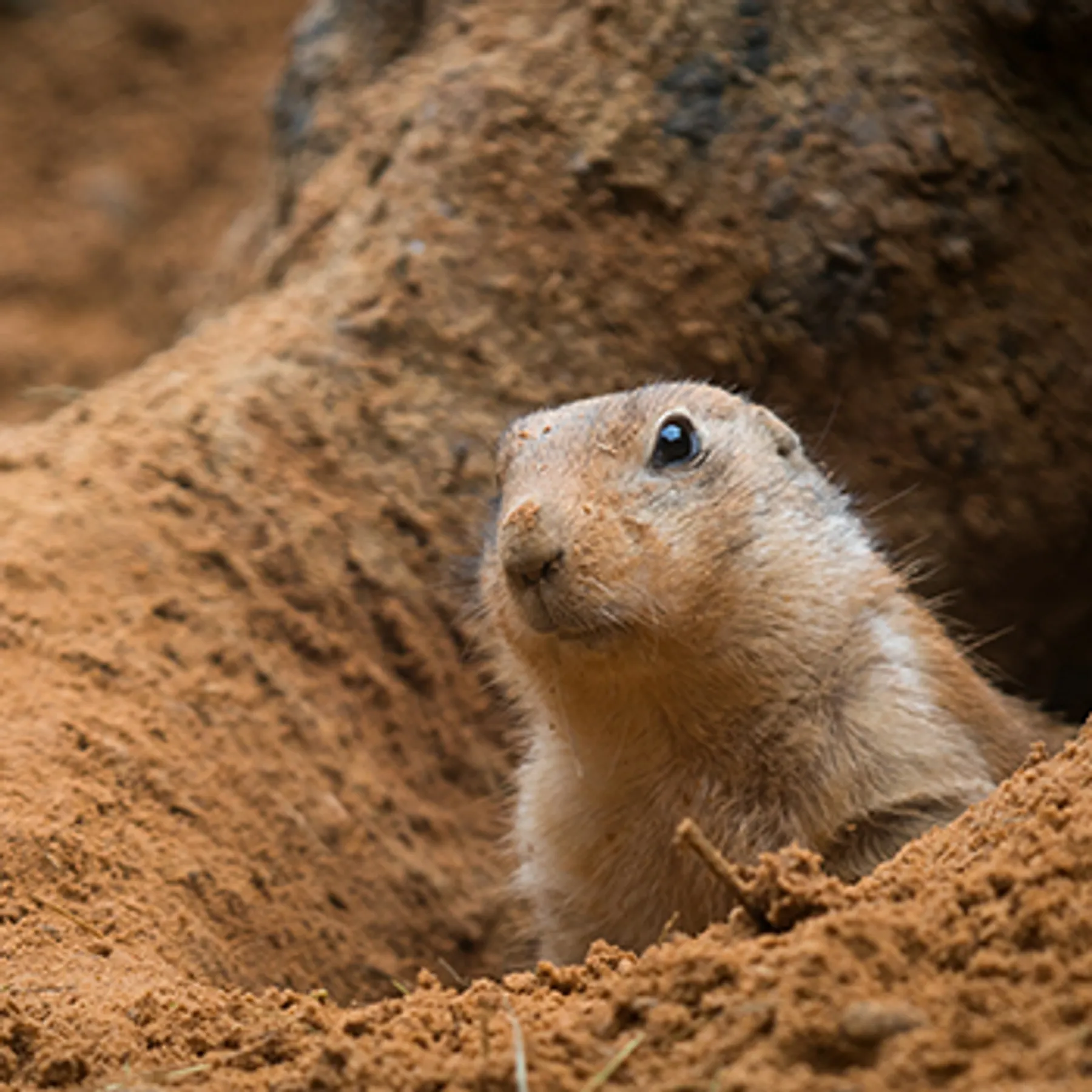 prairie-dogs