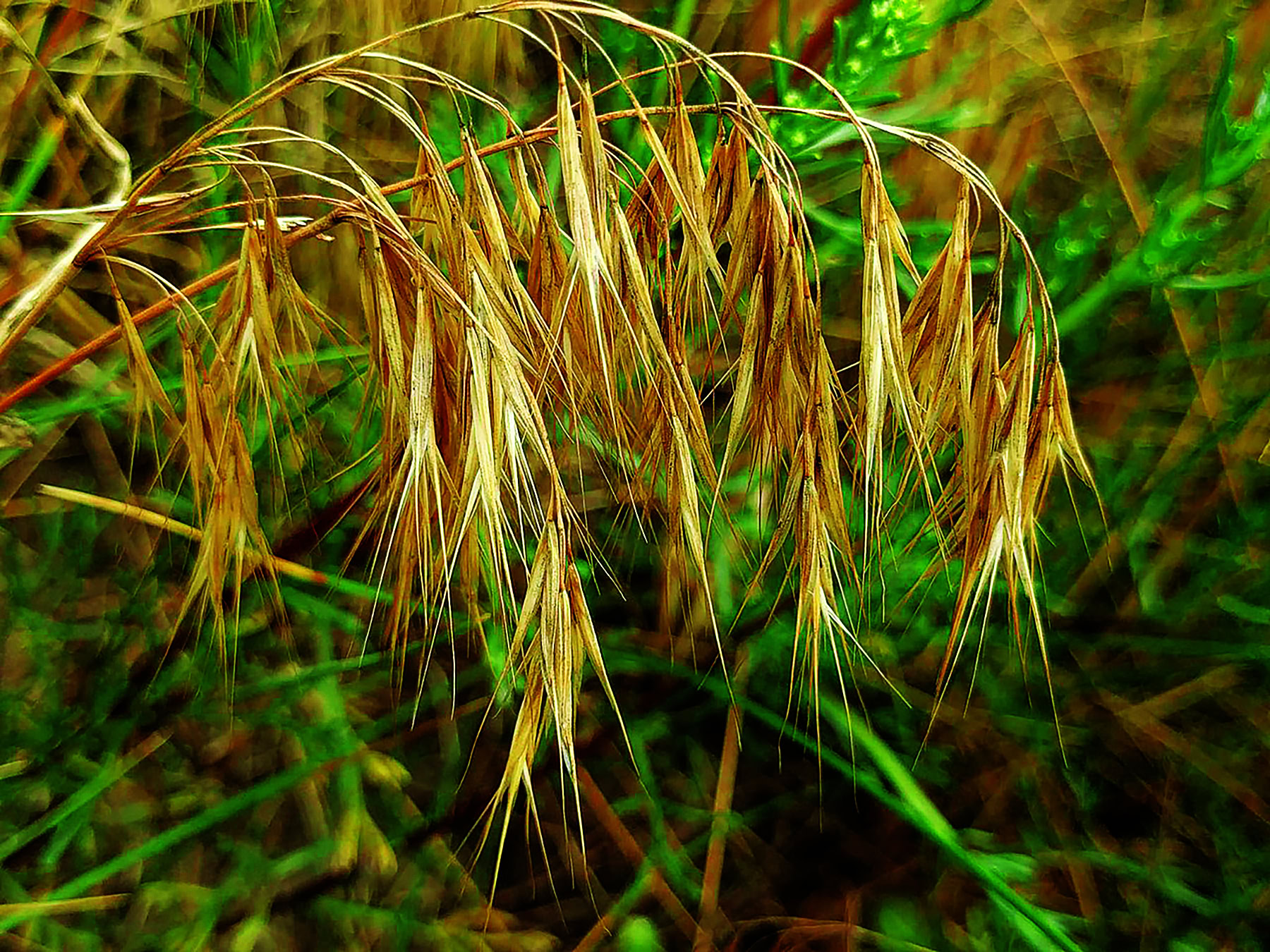 Cheat-grass-downy-brome