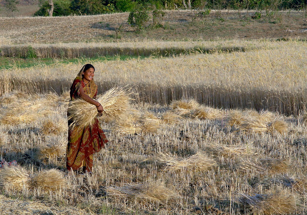 Woman_harvesting_wheat_Raisen_district_Madhya_Pradesh_India_ggia_version