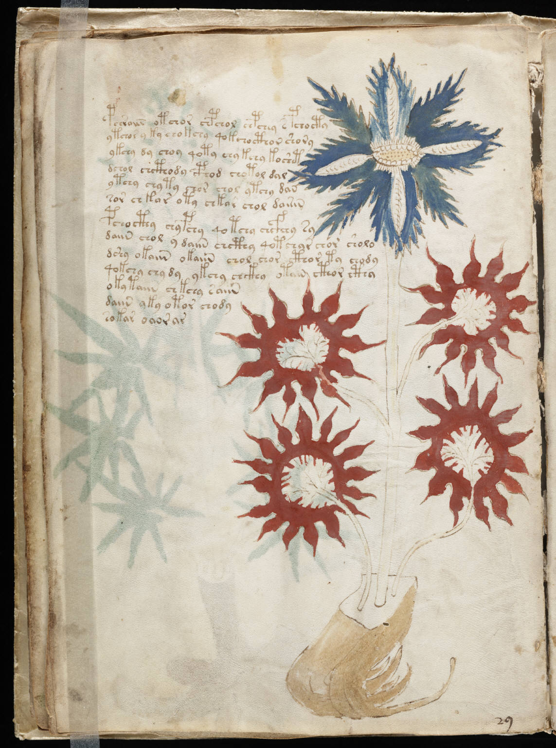 Voynich_Manuscript_32